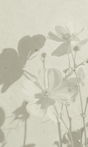 Bloemen met schaduw in serene sfeer