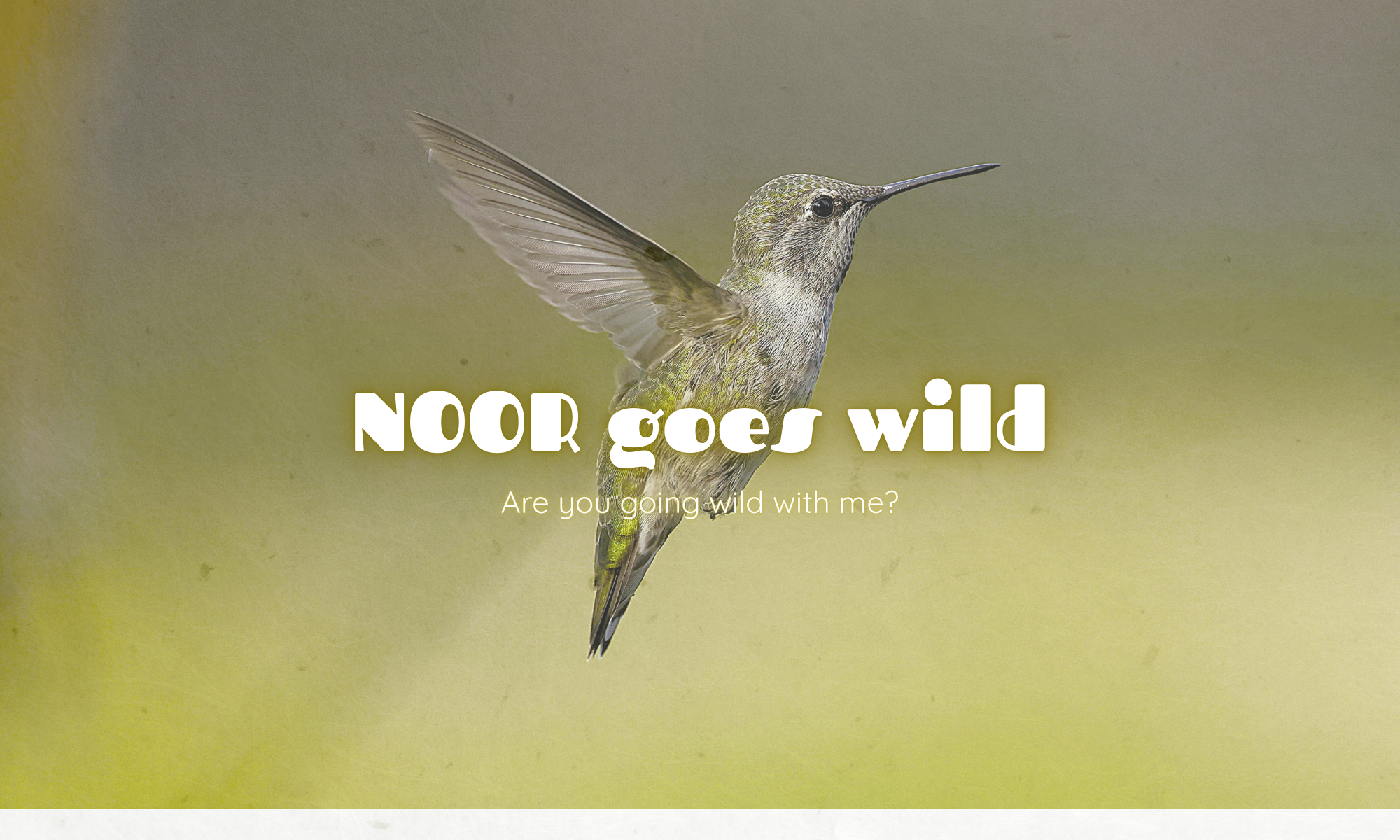 Header afbeelding kolibrie van NOOR goes wild