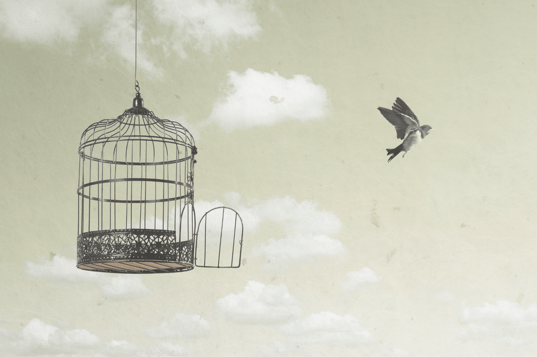 Waar vrijheid begint - NOOR goes wild