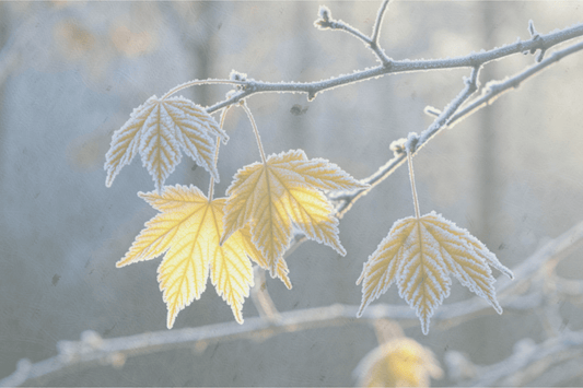 Schoonheid als weerstand - NOOR goes wild