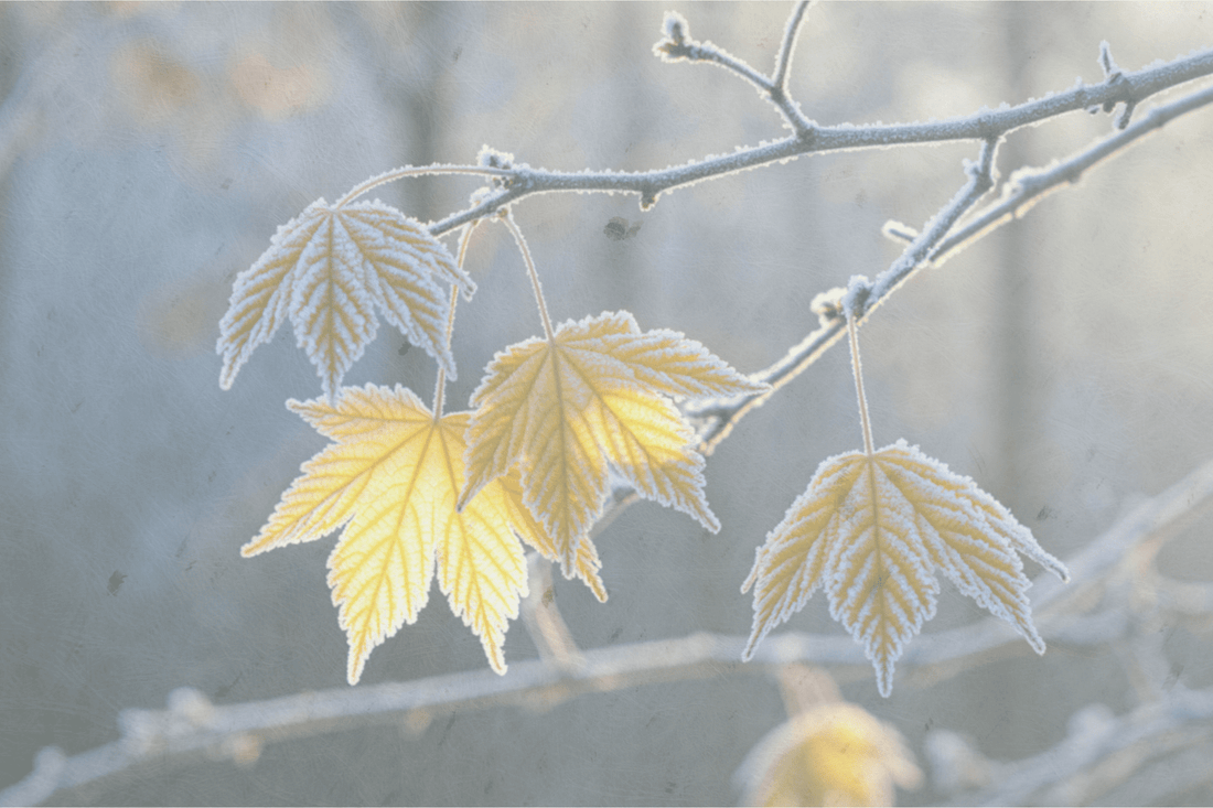 Schoonheid als tegenkracht: Waarom ik bewust kies voor zachtheid in een verhardende wereld - NOOR goes wild