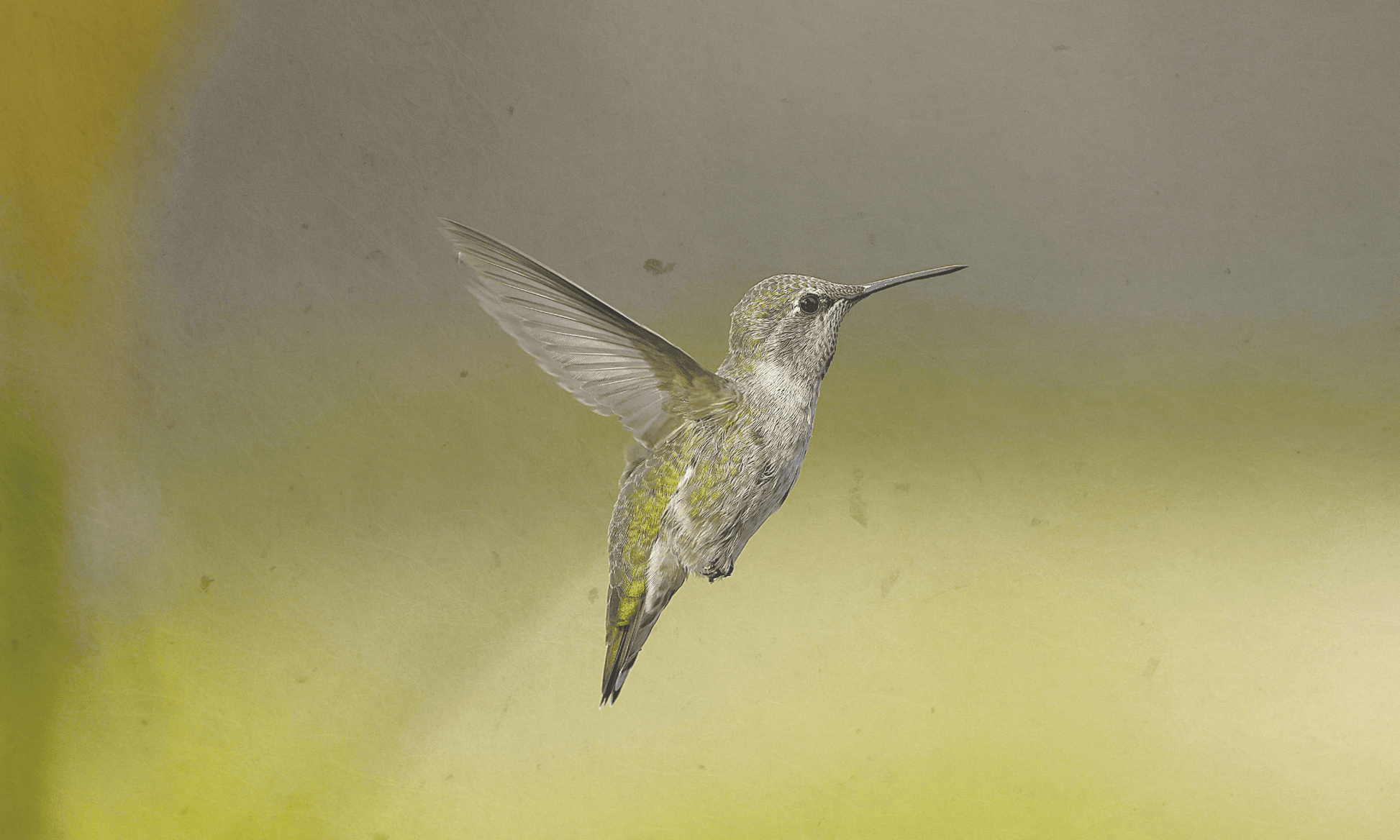 Escape kit - NOOR goes wild