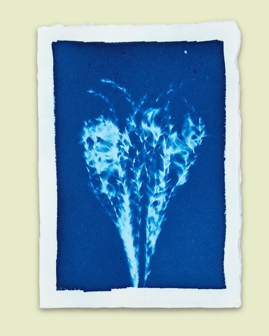 Handgemaakte cyanotype A5 | Grassen - NOOR goes wild