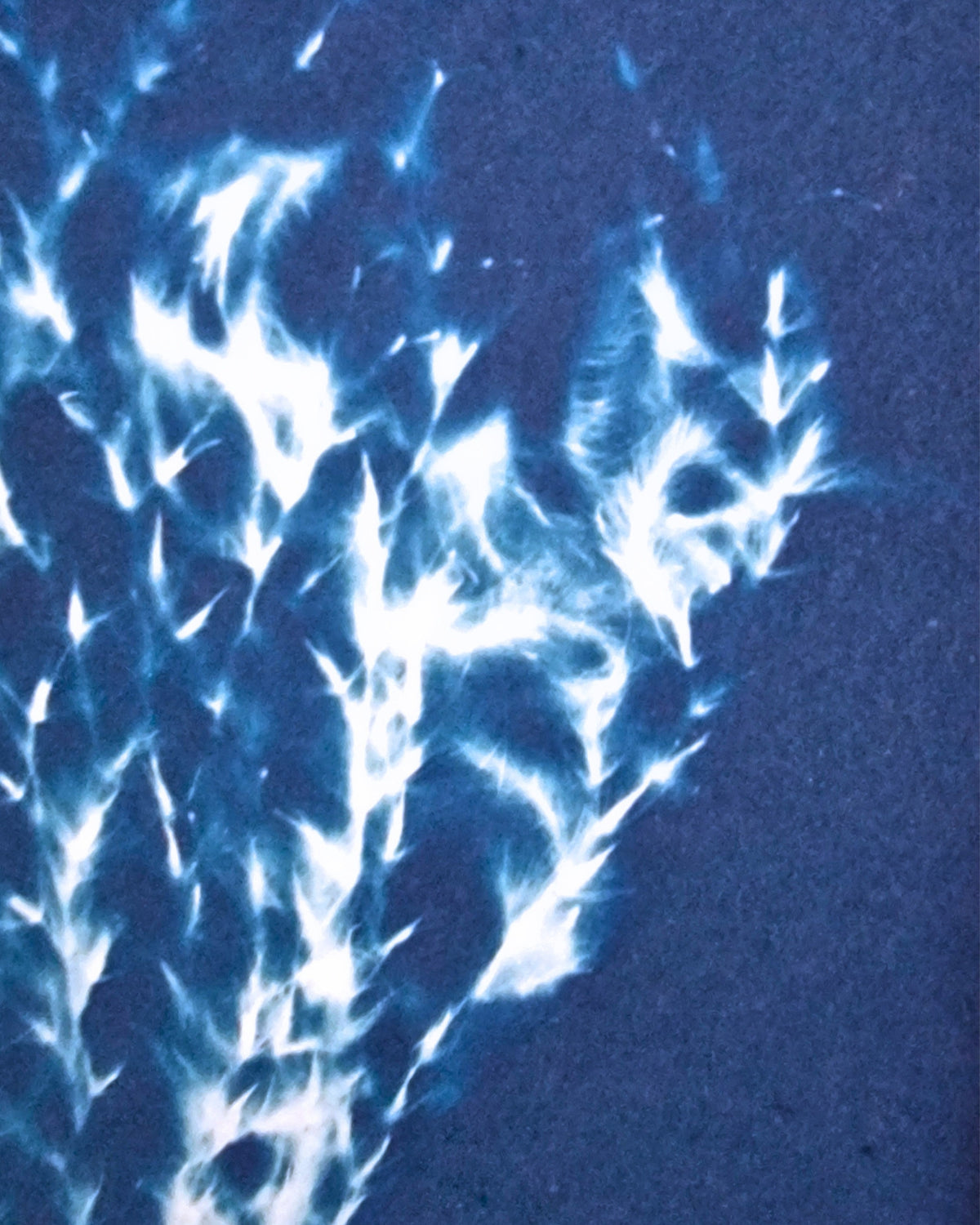 Handgemaakte cyanotype A5 | Grassen