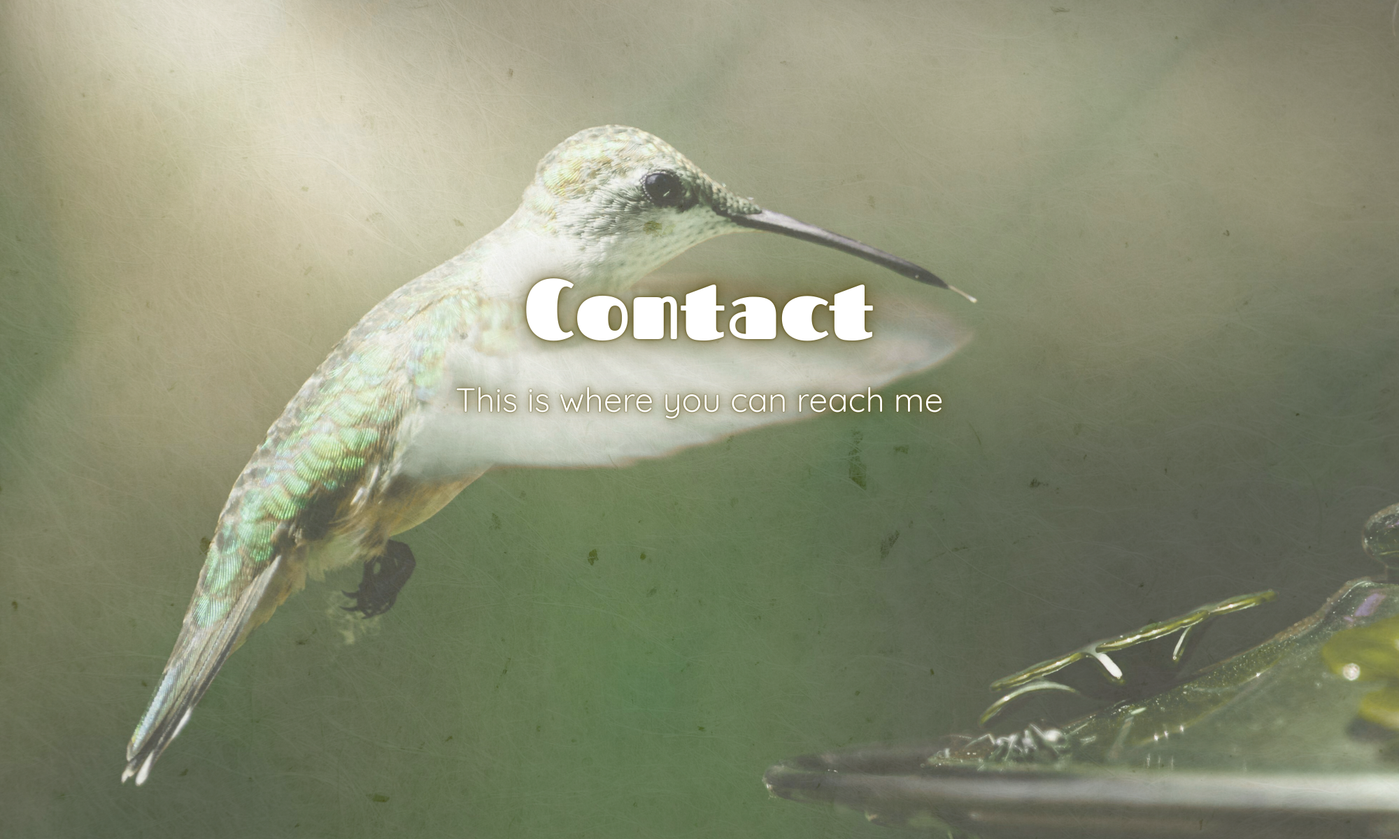 Vliegende kolibrie met vleugels vooruit als header afbeelding voor contact met NOOR