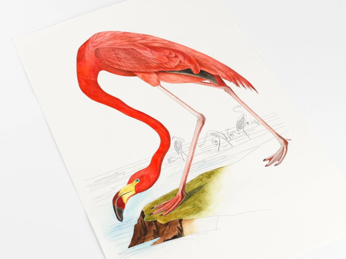 Kunstenaarskleurboek Natural History | PEPIN Press - NOOR goes wild