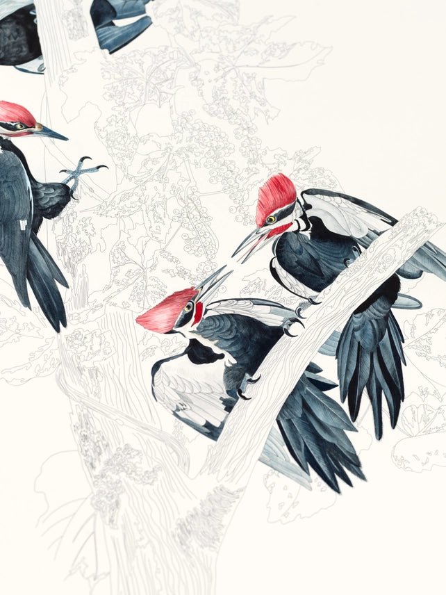 Kunstenaarskleurboek Natural History | PEPIN Press - NOOR goes wild